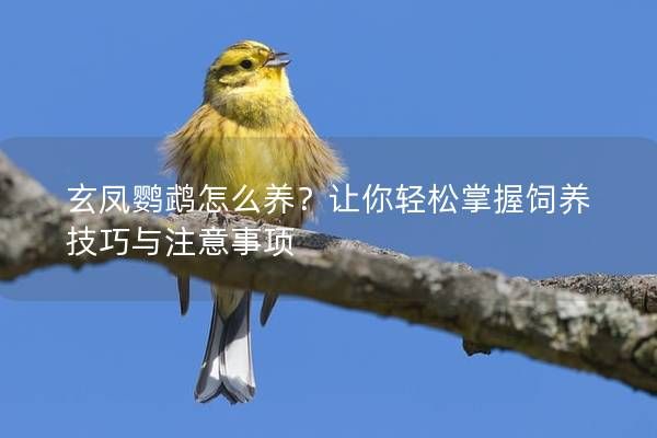 玄鳳鸚鵡怎么養(yǎng)？讓你輕松掌握飼養(yǎng)技巧與注意事項