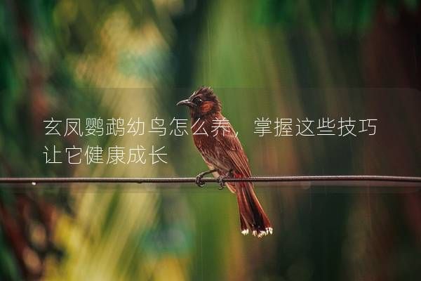 玄鳳鸚鵡幼鳥怎么養(yǎng)，掌握這些技巧讓它健康成長(zhǎng)