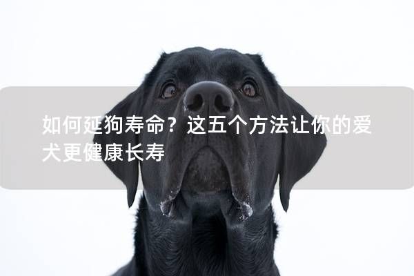 如何延狗壽命？這五個方法讓你的愛犬更健康長壽