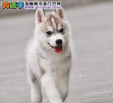 讓狗狗健康長(zhǎng)壽護(hù)理上應(yīng)注意的問(wèn)題 第1張