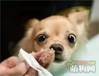 想要狗狗長壽嗎？5個可以讓它長壽的小習(xí)慣，你做對了沒？