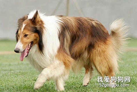 狗狗長壽護(hù)理