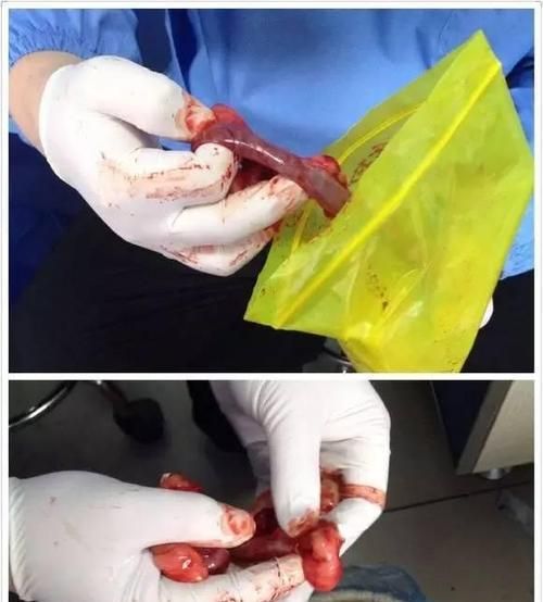 宠物狗切除子宫卵巢对寿命有什么影响？了解狗狗手术后的健康状况及生活习惯改变