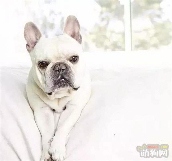 噓！讓狗狗長壽的秘訣全部都在這里了