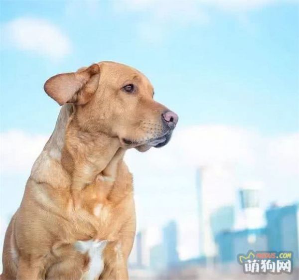 噓！讓狗狗長壽的秘訣全部都在這里了
