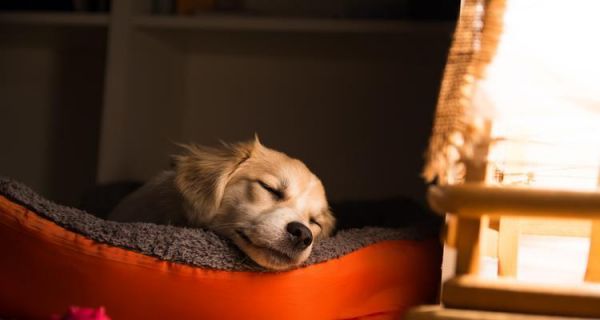 狗狗健康六大警報(bào)，寵物主人必知?。ň枇N疾病，寵物健康長(zhǎng)壽由你守護(hù)?。?> </p> <p><strong>六、寄生蟲(chóng)警報(bào)</strong></p> <p>寄生蟲(chóng)是影響狗狗健康的重要因素之一，常見(jiàn)的有絳蟲(chóng)、蛔蟲(chóng)、跳蚤等。寄生蟲(chóng)不僅會(huì)導(dǎo)致狗狗的營(yíng)養(yǎng)不良，還會(huì)傳染給人類(lèi)，因此要及時(shí)預(yù)防和治療。</p> <p>作為寵物主人，我們需要時(shí)刻關(guān)注狗狗的健康情況，注意預(yù)防和治療各種疾病。只有給予足夠的關(guān)注和愛(ài)護(hù)，才能讓我們的寵物健康長(zhǎng)壽、快樂(lè)成長(zhǎng)。</p><p style=