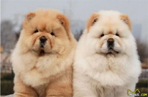 狗狗壽命排行榜：這10種狗狗都是“長壽汪”，你家狗子排第幾？
