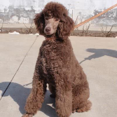 標(biāo)準(zhǔn)貴賓犬