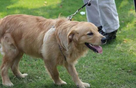 快来了解，狗狗怎样才能长寿？