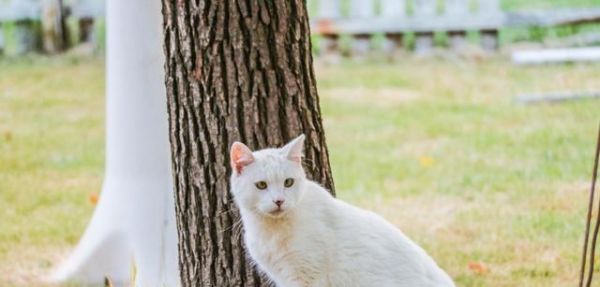 如何應(yīng)對寵物貓屁股的酸臭味（探究貓屁股臭味的成因）