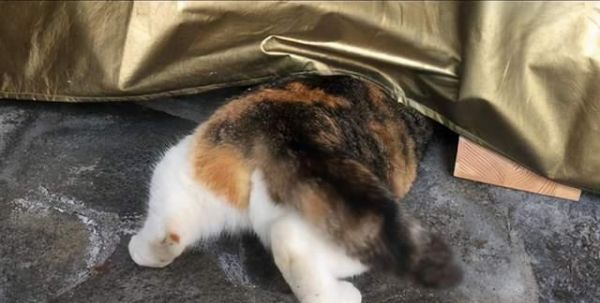 小猫屁股的大小与臭味关系（探讨宠物小猫屁股大小对臭味影响的科学依据）