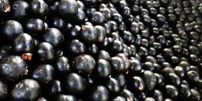 AÃ§aÃ­