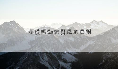 小黃瓜和大黃瓜的區(qū)別
