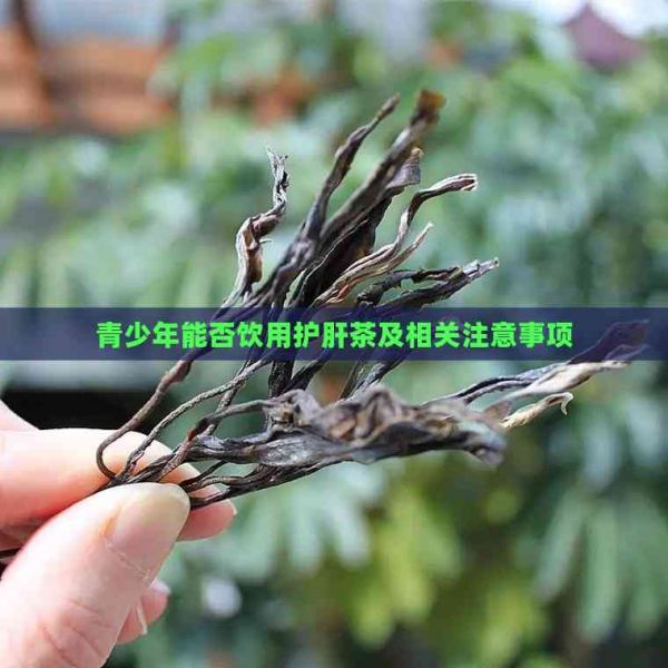 青少年能否飲用護(hù)肝茶及相關(guān)注意事項(xiàng)