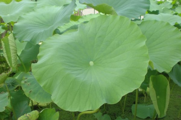 荷葉植株圖