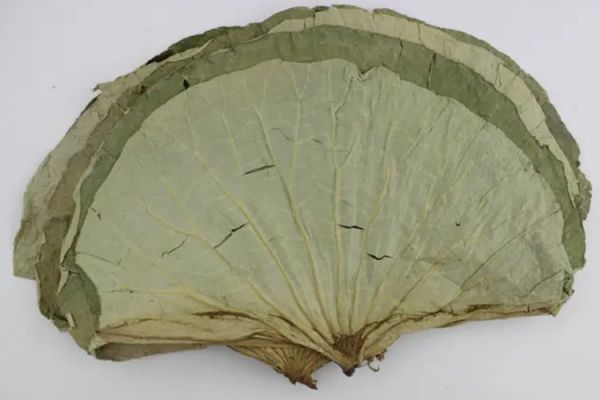 干荷葉藥材圖