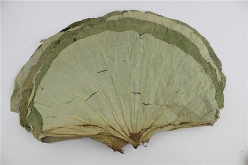 中醫(yī)藥膳：荷葉