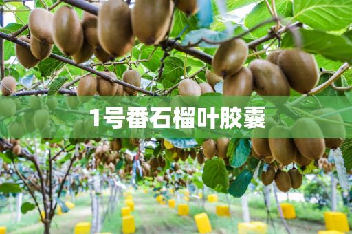 1號(hào)番石榴葉膠囊
