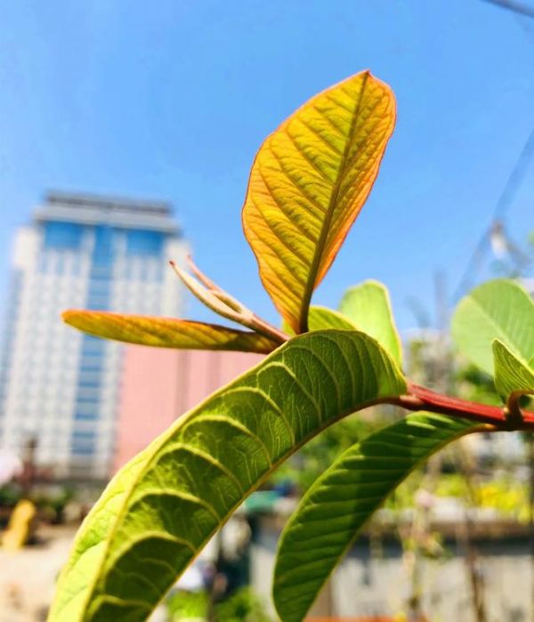 番石榴葉，番石榴的種植與管理技術(shù)（番石榴葉的功效與作用）