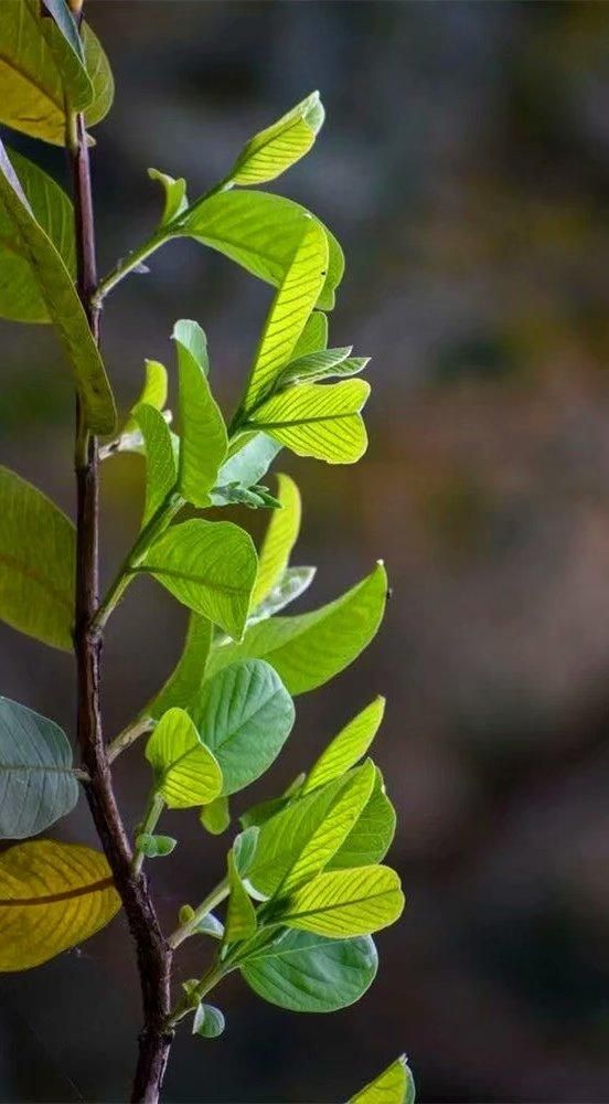 番石榴葉，番石榴的種植與管理技術(shù)（番石榴葉的功效與作用）