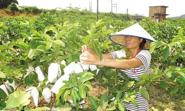 番石榴葉，番石榴的種植與管理技術(shù)（番石榴葉的功效與作用）
