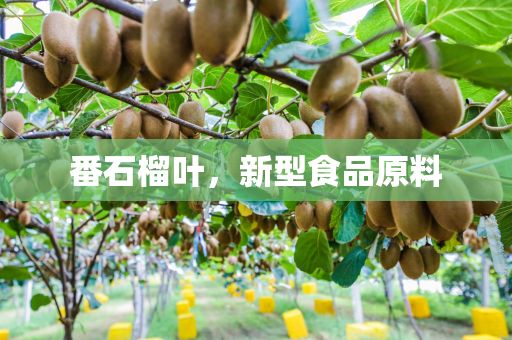 番石榴葉，新型食品原料