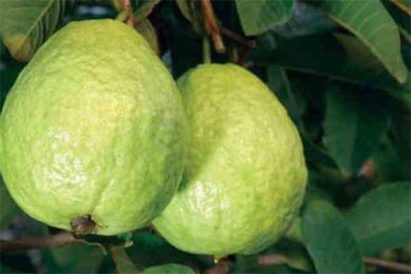 番石榴切開(kāi)可以放多久 番石榴切開(kāi)后怎么保存