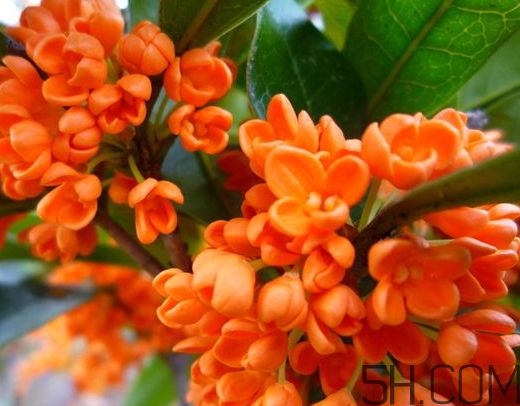 红桂花好还是黄桂花好 红桂花和黄桂花的区别