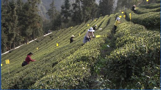恩施玉露：沐浴春風(fēng)身價(jià)高 茶企、茶農(nóng)共享紅利