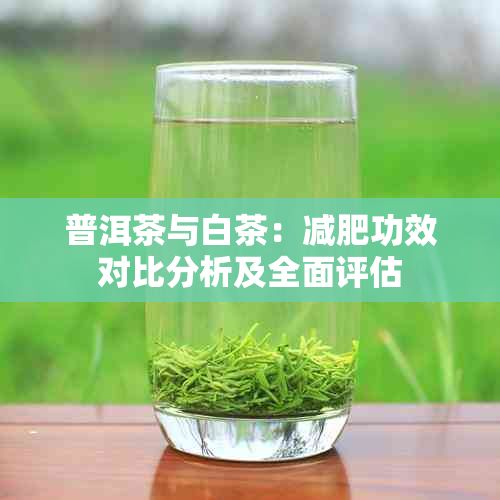 普洱茶與白茶：減肥功效對(duì)比分析及全面評(píng)估