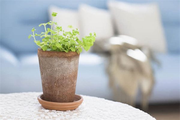 飽腹減脂的水果搭配(具有飽腹感的減肥餐)