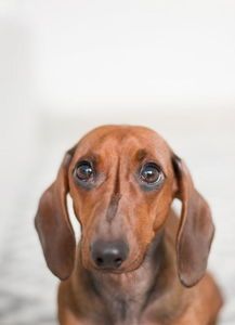 如何幫助狗減肥（科學(xué)的狗減肥方法，讓愛犬健康瘦身）