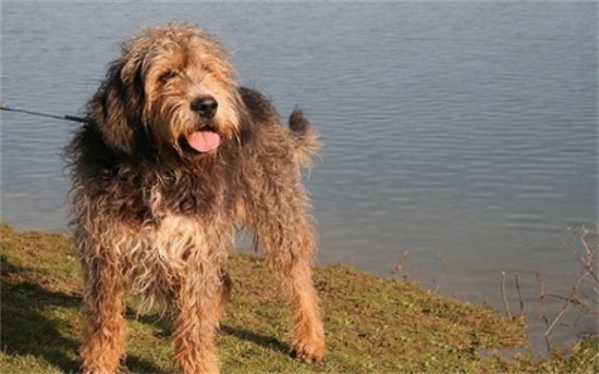 如何訓(xùn)練獵水獺犬站立？一文替你解答
