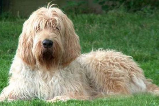如何訓(xùn)練獵水獺犬站立？一文替你解答