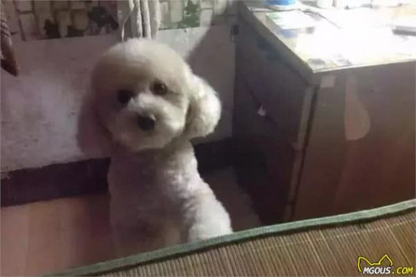 泰迪犬“站立”的基本訓(xùn)練方法