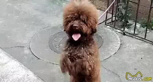 泰迪犬“站立”的基本訓(xùn)練方法