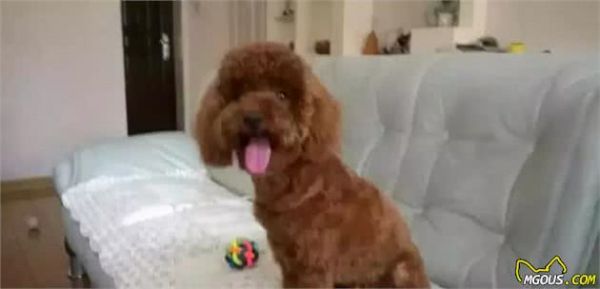 泰迪犬“站立”的基本訓(xùn)練方法
