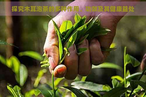 探究木耳泡茶的多種作用、功效及其健康益處