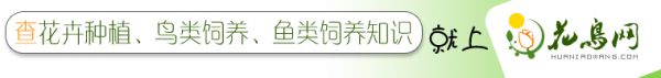 查花卉种植、鸟类饲养、鱼类饲养知识就上花鸟网