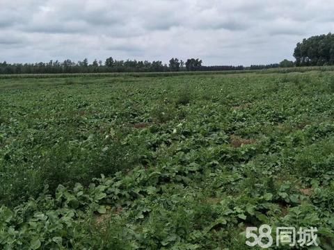 公主岭食品·腌菜,咸菜,萝卜干,鲜萝卜