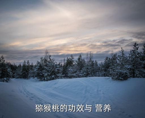  獼猴桃的功效與 營(yíng)養(yǎng)