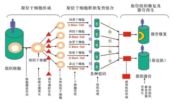 GLYMATE? 衡糖膠囊： 合理選擇膳食補(bǔ)充劑 優(yōu)化藥物身體之間動態(tài)平衡
