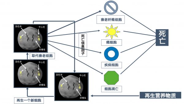 GLYMATE? 衡糖膠囊： 合理選擇膳食補(bǔ)充劑 優(yōu)化藥物身體之間動態(tài)平衡