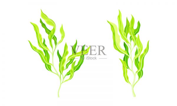 綠色螺旋藻海藻植物。有機(jī)健康產(chǎn)品，膳食補(bǔ)充劑矢量插圖插畫圖片素材