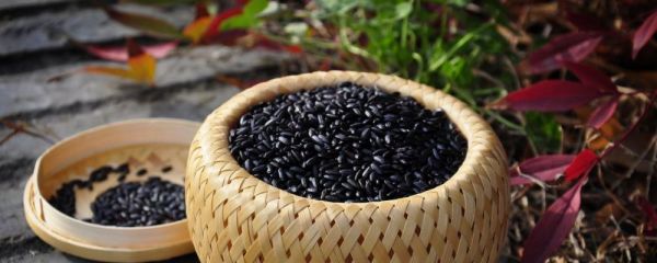 孕期食譜1-10個(gè)月 孕期食譜大全及做法 孕期營(yíng)養(yǎng)食譜