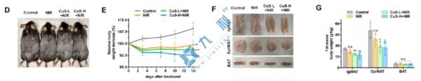 control對(duì)照組、NIR單純近紅外光照射組、CuS-L+NIR低劑量光熱療法組、CuS-H+NIR高劑量光熱療法組