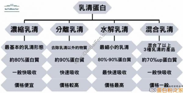 乳清蛋白種類比較
