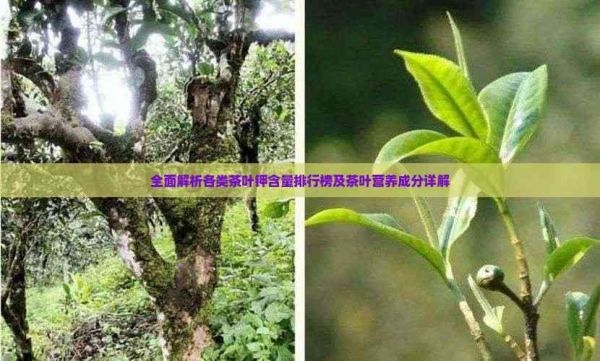 全面解析各類茶葉鉀含量排行榜及茶葉營(yíng)養(yǎng)成分詳解