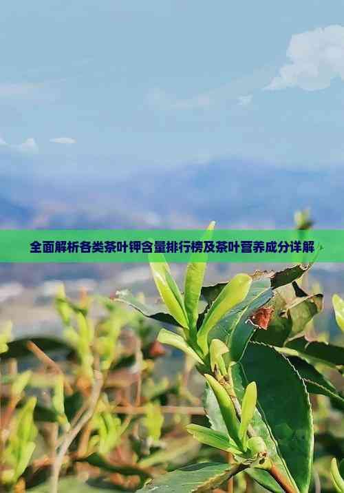 全面解析各類茶葉鉀含量排行榜及茶葉營(yíng)養(yǎng)成分詳解