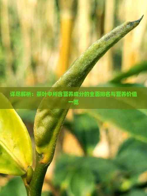 詳盡解析：茶葉中所含營養(yǎng)成分的全面排名與營養(yǎng)價值一覽